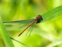 Frühe Adonislibelle Männchen